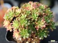 소인제금 S0544 다육금