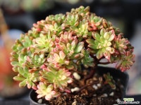 소인제금 S0544 다육금