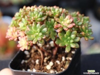 소인제금 S0544 다육금