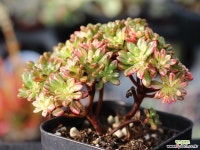 소인제금 S0544 다육금