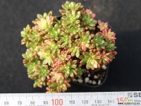 소인제금 S0544 다육금