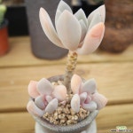 석연화 1118-26 다육식물