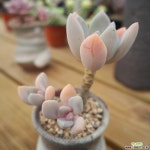 석연화 1118-26 다육식물