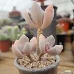 석연화 1118-26 다육식물