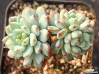 블루엘프 목대 군생 S0694 다육식물