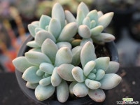 후레뉴 군생 S0752 다육식물