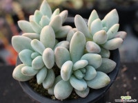 후레뉴 군생 S0752 다육식물