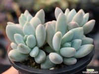 후레뉴 군생 S0752 다육식물