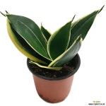 미인슈퍼바 다육식물