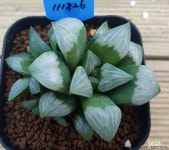 백야무티카111826 하월시아