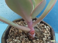 631 백봉 다육식물