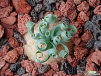콘코르디아나-42 (W:2.5cm) 아프리카식물