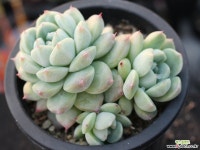 써브림 군생 S0756 다육식물