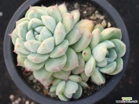 써브림 군생 S0756 다육식물