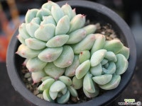 써브림 군생 S0756 다육식물