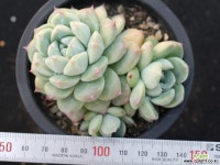 써브림 군생 S0756 다육식물