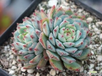 금모란 군생 S0787 다육식물