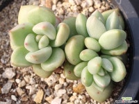 아보카도크림 군생 S0547 다육식물