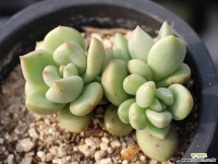 아보카도크림 군생 S0547 다육식물