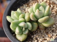 아보카도크림 군생 S0547 다육식물