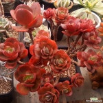 58.멋진묵둥이수연 다육식물