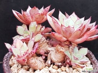 리가군생1120-17 다육식물