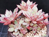 리가군생1120-17 다육식물