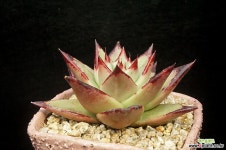 원종 에보니(11.20) 다육식물