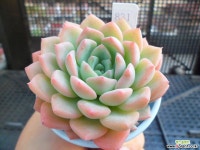 (신상)데네브 N11-831 다육식물