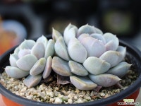 타이니버거 군생 S0584 다육식물