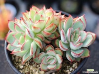 문가드니스 군생 S0641 다육철화