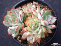 문가드니스 군생 S0641 다육철화