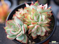 문가드니스 군생 S0641 다육철화