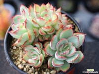 문가드니스 군생 S0641 다육철화