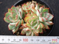 문가드니스 군생 S0641 다육철화