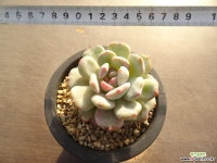 오렌지먼로 19-265 다육식물