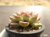 오리온 19-269 다육식물