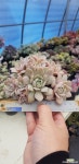 이쁜 루쯔 다육식물