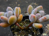 홍미인1121-442 다육식물