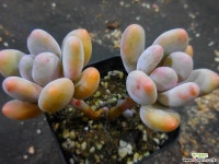 홍미인1121-442 다육식물