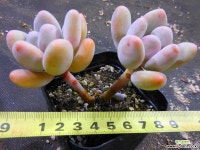 홍미인1121-442 다육식물