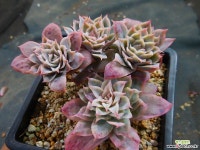 로즈퀸 1121-073 다육식물