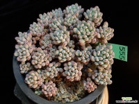 블루빈스 555 (묵은아이) 다육식물