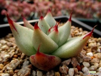 뚱뚱이마리아 11-832 다육식물