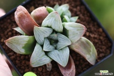 하월시아 무티카 백야 (Echeveria Baekya) 하월시아