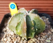 돌기난봉옥 1121 다육식물