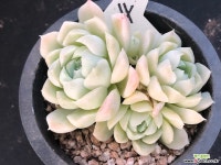 휴밀리스4 다육식물