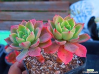 레드핑크묵은목대 1122-056 다육식물