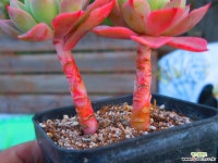 레드핑크묵은목대 1122-056 다육식물