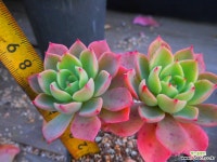 레드핑크묵은목대 1122-056 다육식물